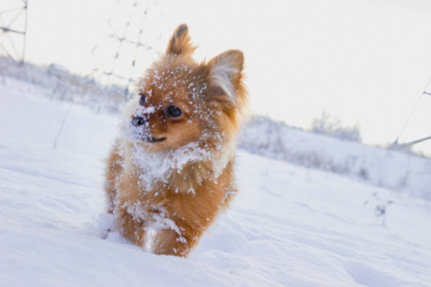 little Spitz saw snow for the first time.