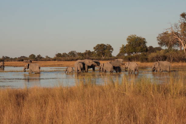 istock Elephants in the Okavango Delta, Botswana, Africa 1169451213