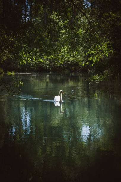istock Vertical image of beautiful elegant swan 1169451264