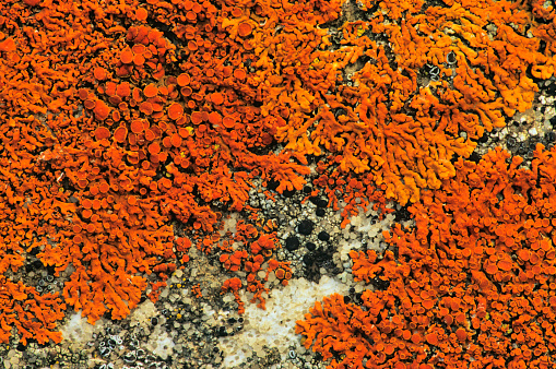Lichen on rocks in Waterton National Park in the Canadian Rockies