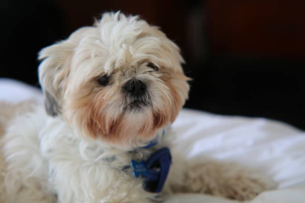 istock Puppy Dod Close up August 2019 1169452884