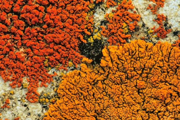 Lichen on rocks in Waterton National Park in the Canadian Rockies