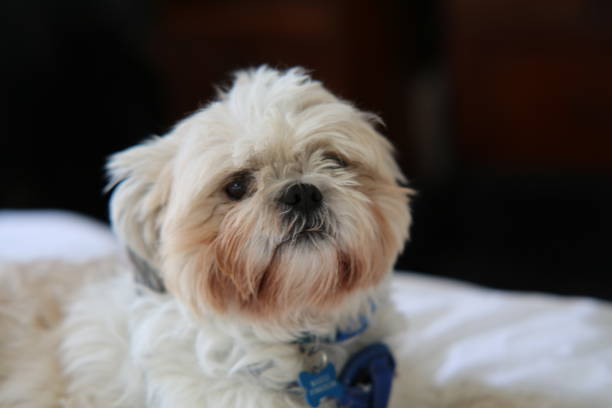 istock Puppy Dod Close up August 2019 1169452926