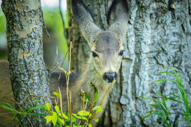 Mule deer in Waterton National Park in Alberta