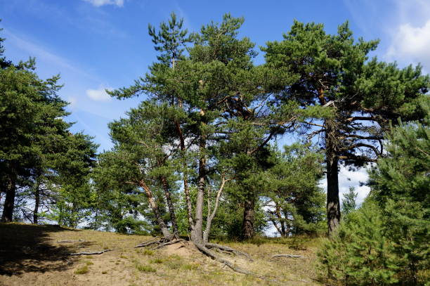 istock Pine trees on a sandy hill. Sunny day. Blue sky. 1169453163