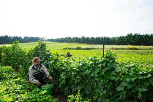 istock Organic, sustainable, small scale agriculture. 1169454256