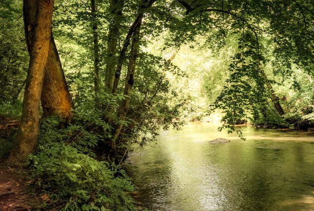 istock Lazy River in the Appalachian Mountains - Muted Colors 1169457449