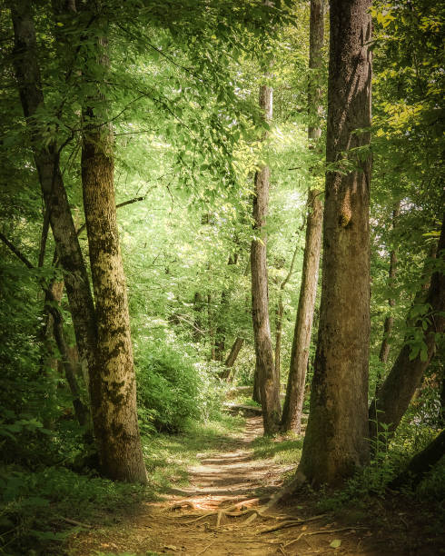 istock Hiking Trail through the Forest - Muted Colors 1169457472