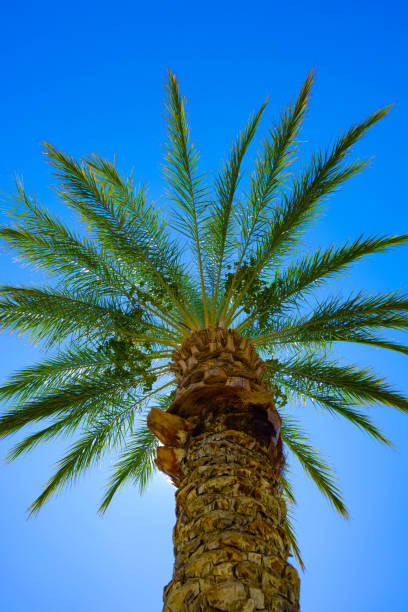 istock Looking up at Date Palm Trees 1169457553
