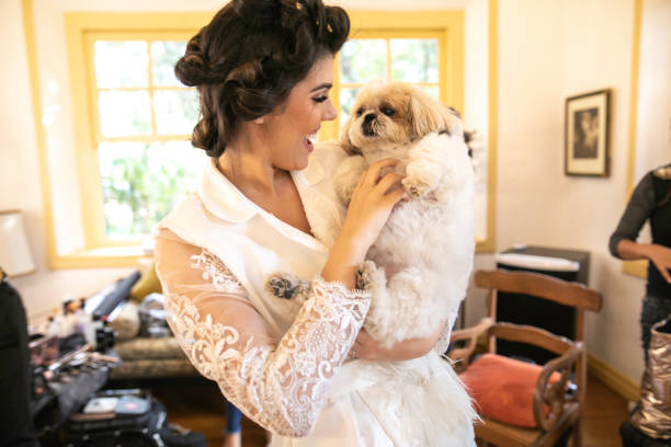 novia sosteniendo y acariciando un perro - pampered pets shitzu beauty beautiful fotografías e imágenes de stock