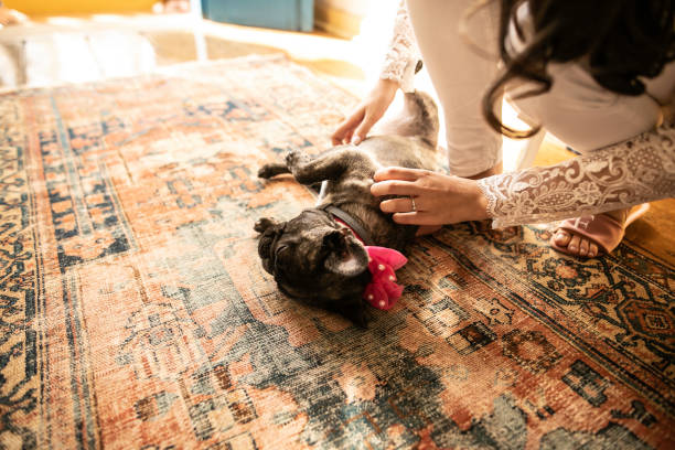 istock Bride crouching and petting a cute dog 1169457585