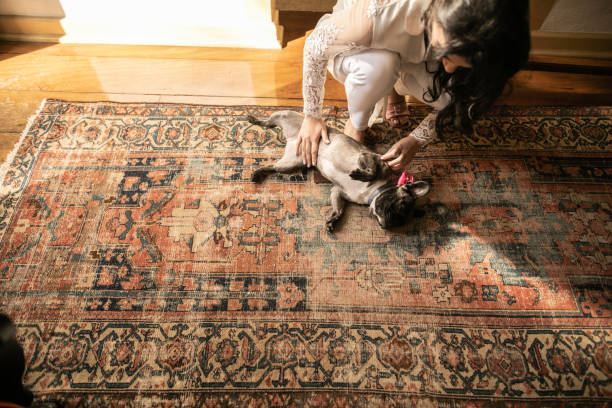 Bride crouching and petting a cute dog Bride crouching and petting a cute dog rug stock pictures, royalty-free photos & images