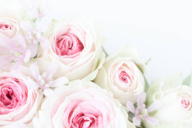 istock Pale pink rose background 1169458316