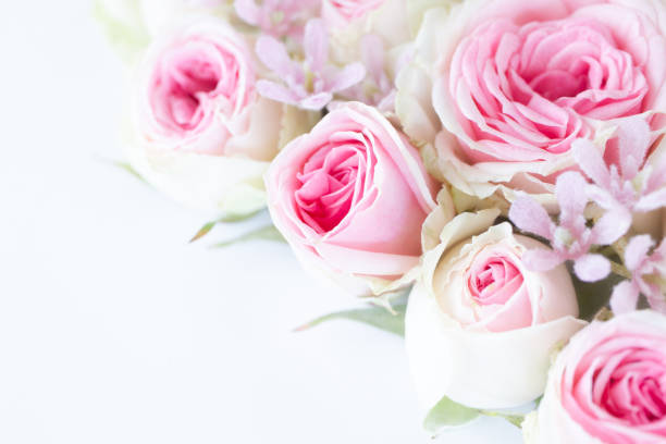 istock Pale pink rose background 1169458856