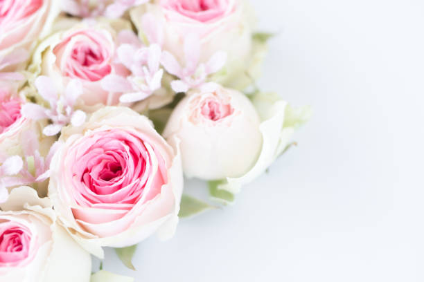 istock Pale pink rose background 1169458863