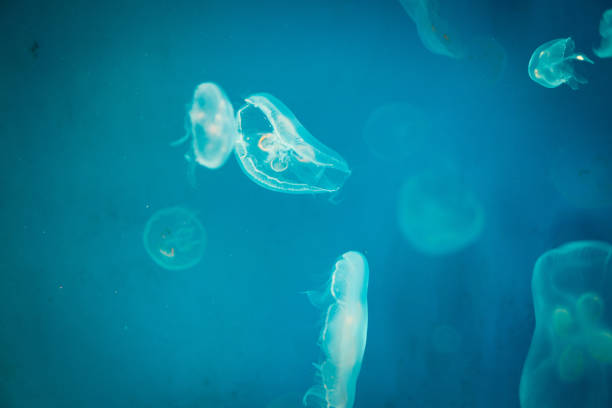 istock Sea Moon jellyfish with blue light background 1169460300