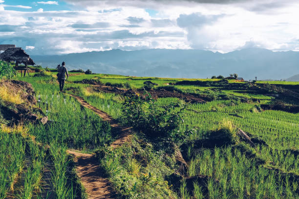 istock rice terrace paddy field on mountain 1169460350
