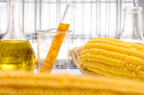 istock Biofuel from corn, oil and biofuel solution. 1169460504