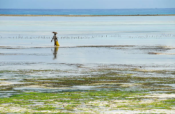 istock African beach at low tide 116947369