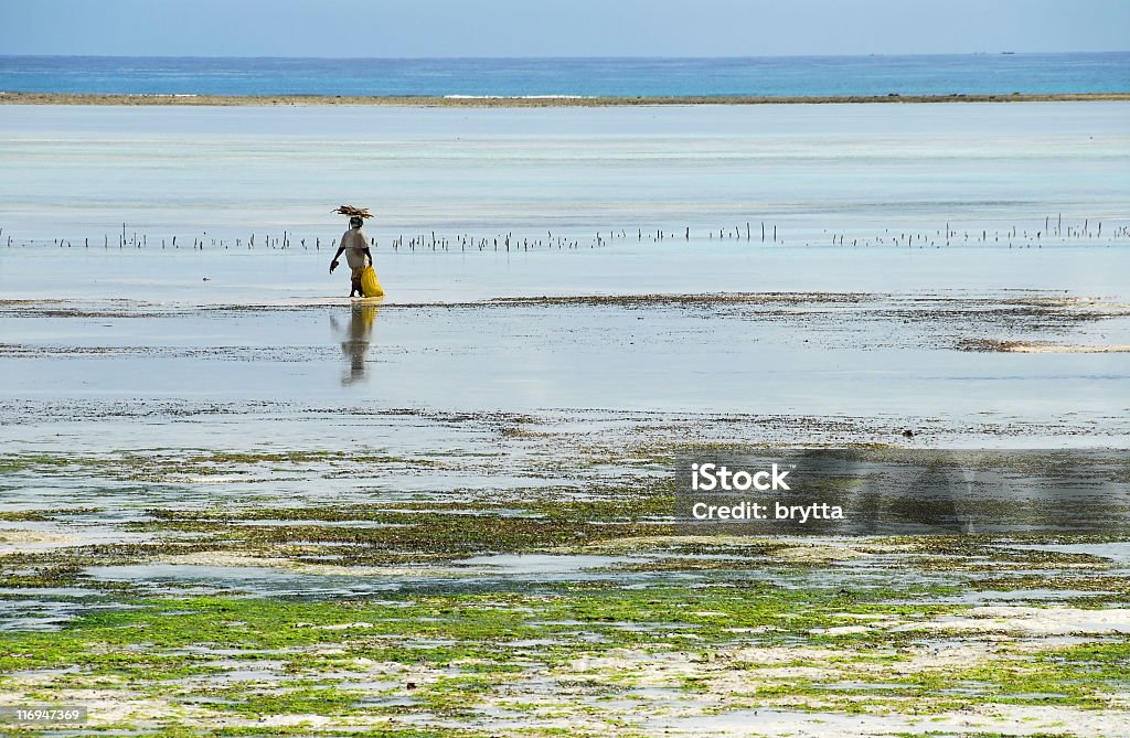 African beach w odpływ - Zbiór zdjęć royalty-free (Rolnictwo)