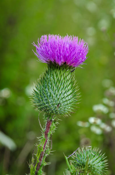 istock Purpul arctium lappa 1169475047