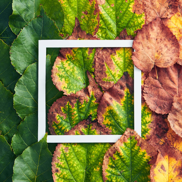 istock Creative minimal autumn concept. Frame made of green and red autumn leaves. Gradient Fall Flat Lay. Top View 1169475246