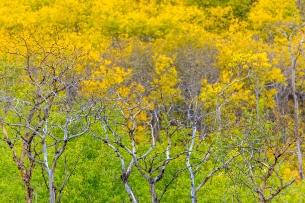 istock Waterton National Park in Alberta Canada 1169475355