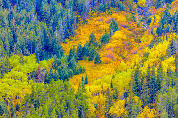 Forest in autumn in Waterton National Park in the Canadian Rockies