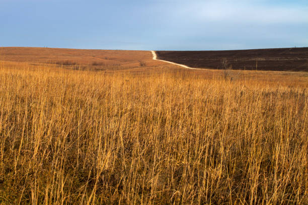 istock tall grass prairie, path, burned area, Kansas 1169476230