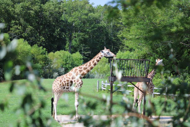 istock Giraffe at the Park 1169476257