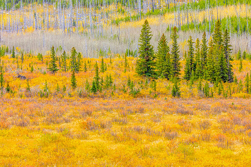 Forest in autumn in Waterton National Park in the Canadian Rockies