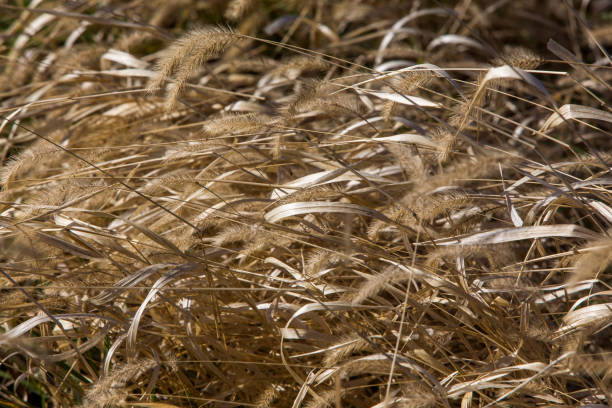 istock prairie grass blowing in the wind 1169476998