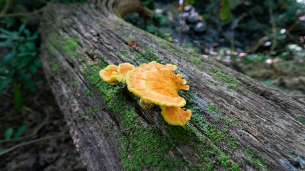 Foraging Chicken of the Woods Mushrooms in the Blue Ridge Mountains. Wild harvesting common edible mushrooms near Asheville, North Carolina. stock photo