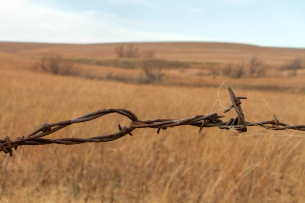 Spike of a barbed wire fence.