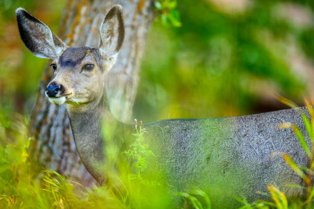 Mule deer in Waterton National Park in Alberta