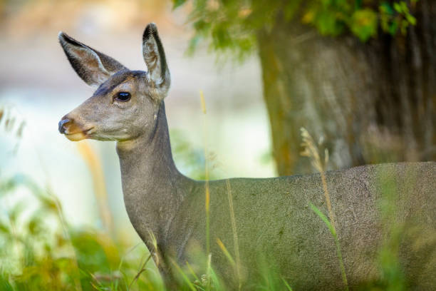 Young Spanish red deer Cervus elaphus hispanicus smelling. Monfrague National Park. Caceres. Extremadura. Spain.