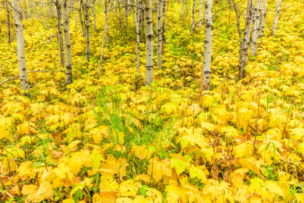 Forest in autumn in Waterton National Park in the Canadian Rockies