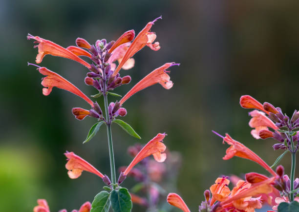 Agastache Tango flower Agastache Tango flower agastache stock pictures, royalty-free photos & images