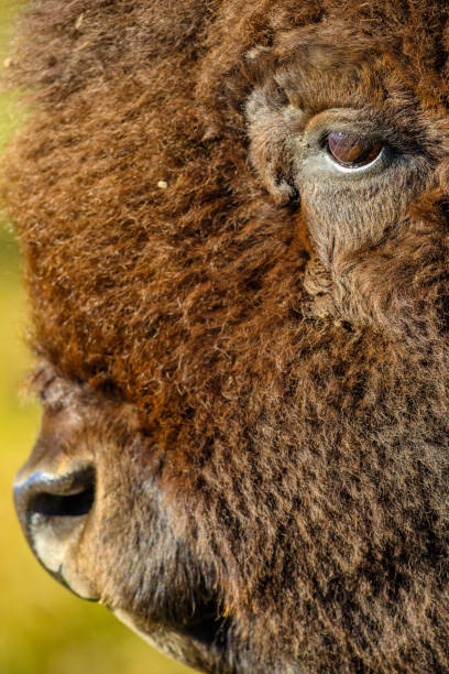 Bison in Waterton National Park in Alberta