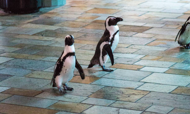 Penguins on the Go