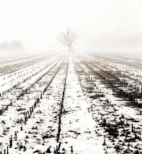 A black white cornfield in the dead of winter.