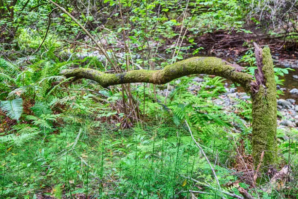 Photo of Muir Woods View