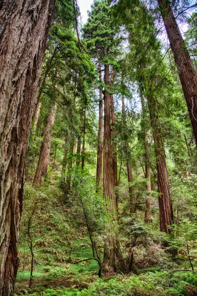 Photo of Muir Woods View