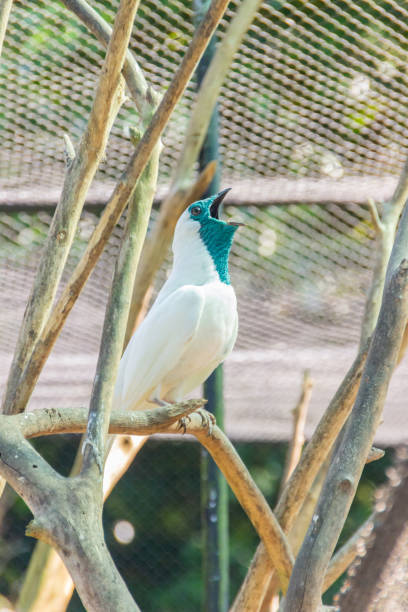 bird known as \
