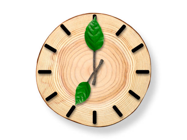 白い背景に小枝時計の手を持つ木製の断面時計。 - clock nobody decoration minute hand ストックフォトと画像