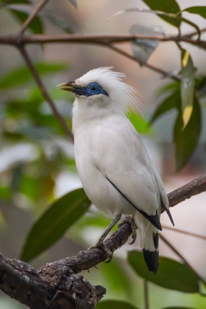 istock Bali sterling aka The Bali myna bird 1169483066