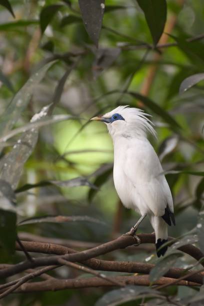 istock Bali sterling aka The Bali myna bird 1169483076