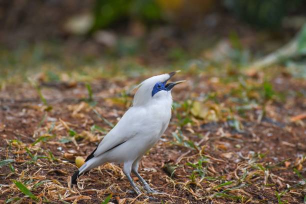 This bird is also the only species endemic Bali and in 1991 was named the ... bird population rapidly shrinking and become endangered species in a short time.