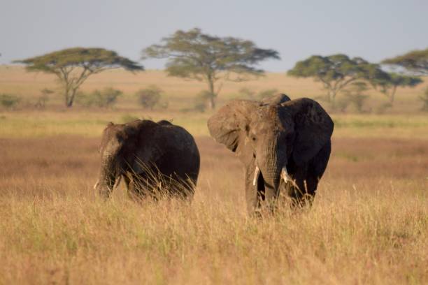istock Elephants in the Serengeti 1169483694