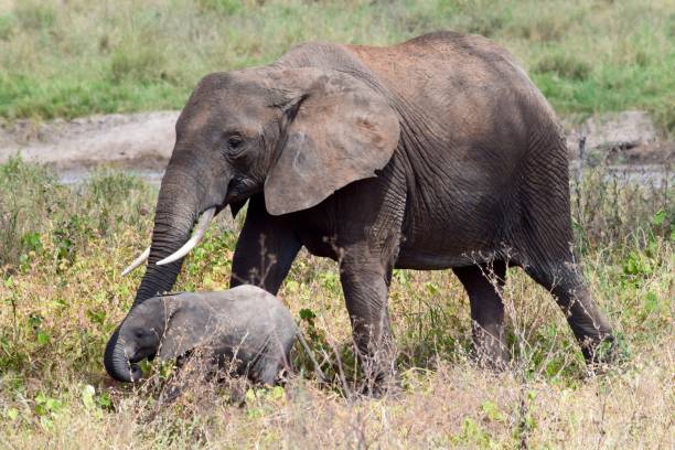 istock Mother and Calf African Elephants 1169484474